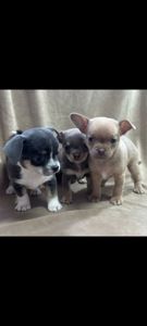 хлопчик чіхуахуа компактного коббі-типу