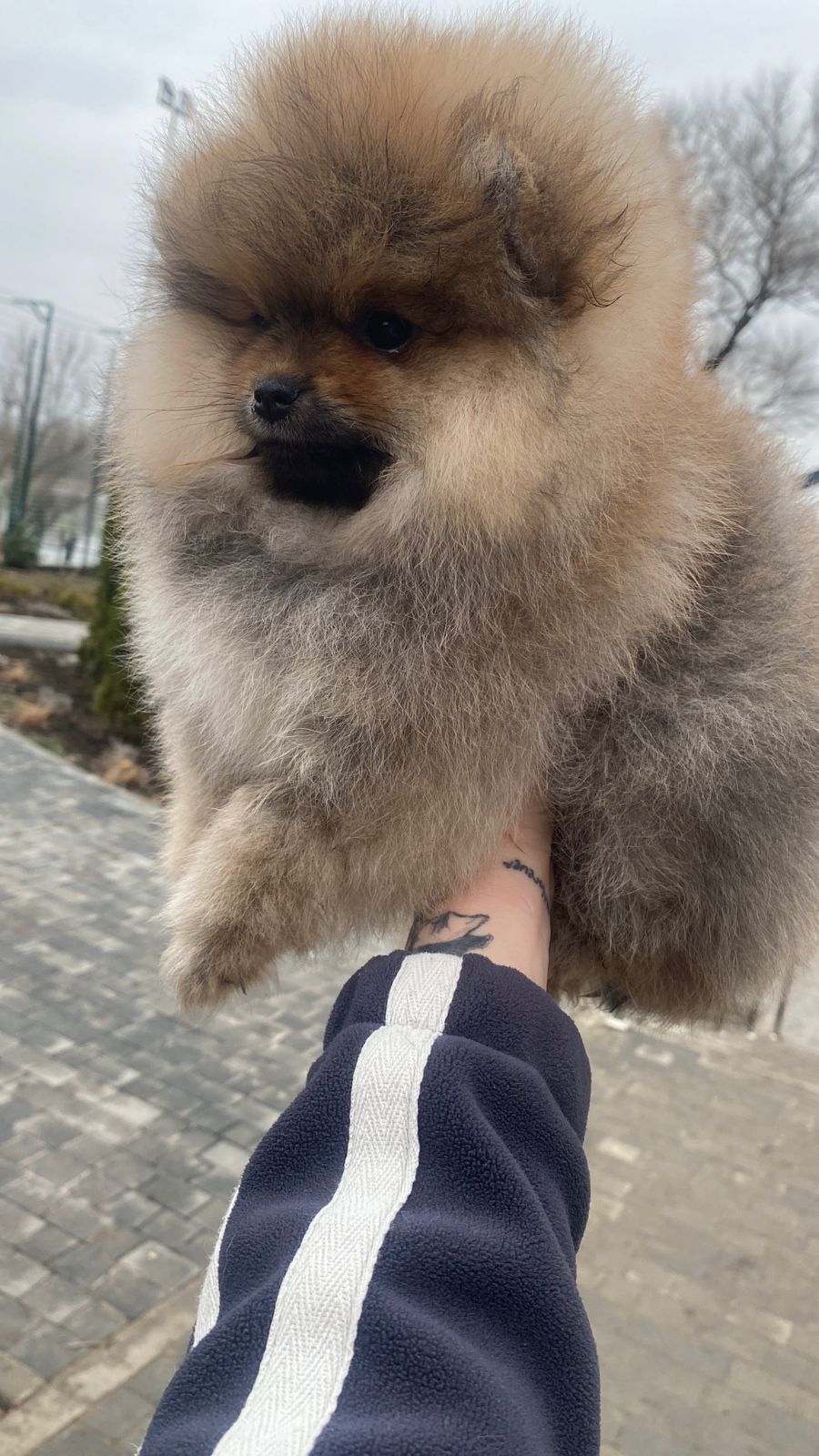 Щенки Померанского шпица