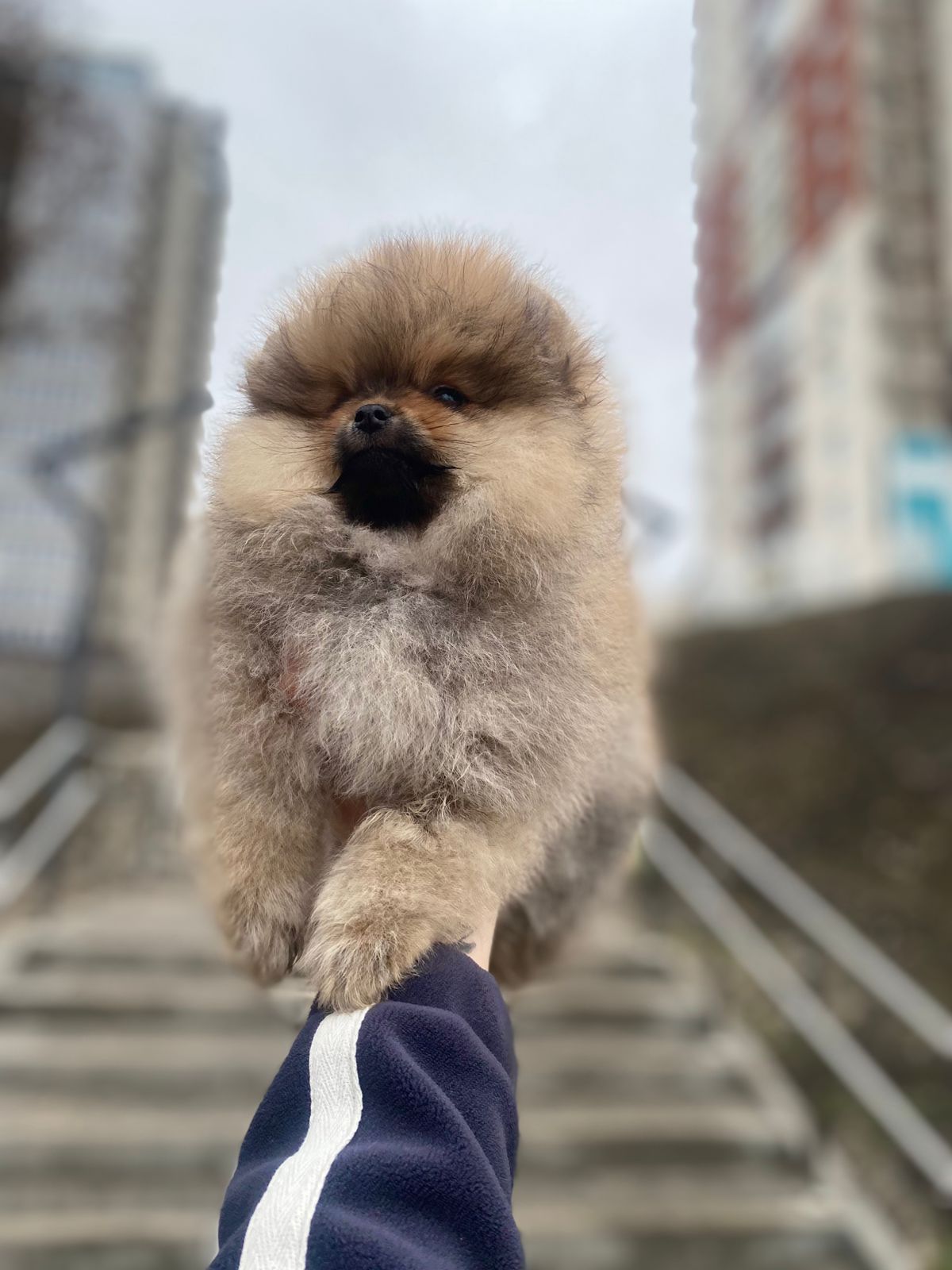 Щенки Померанского шпица