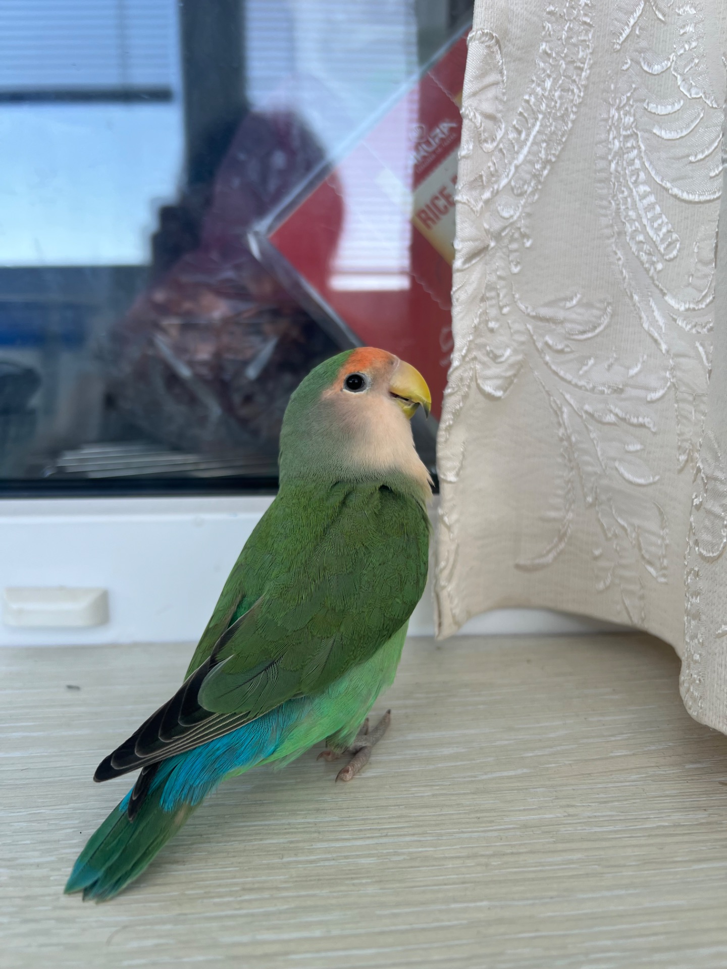 Неразлучник(девочка)ищет семью