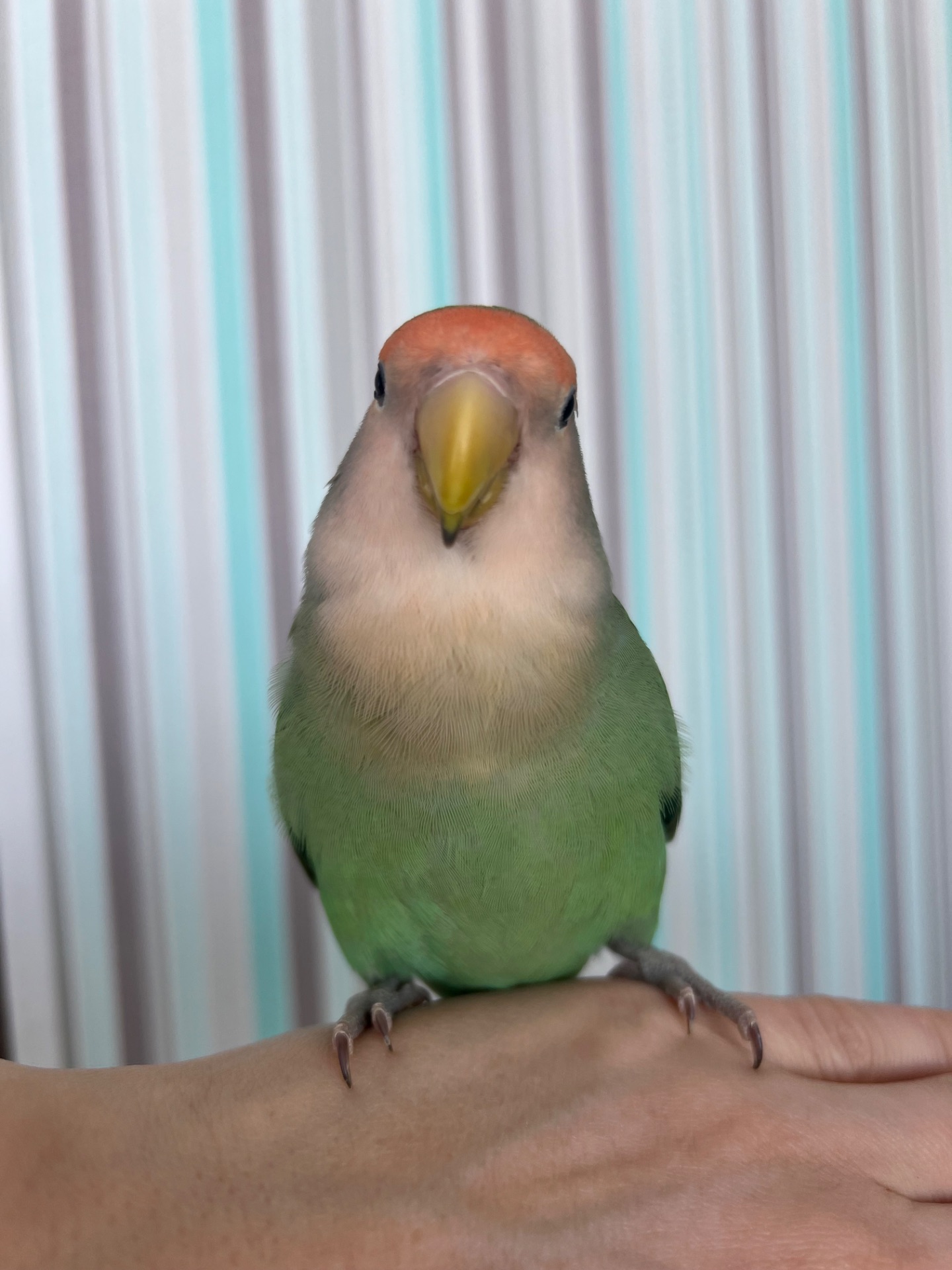 Неразлучник(девочка)ищет семью