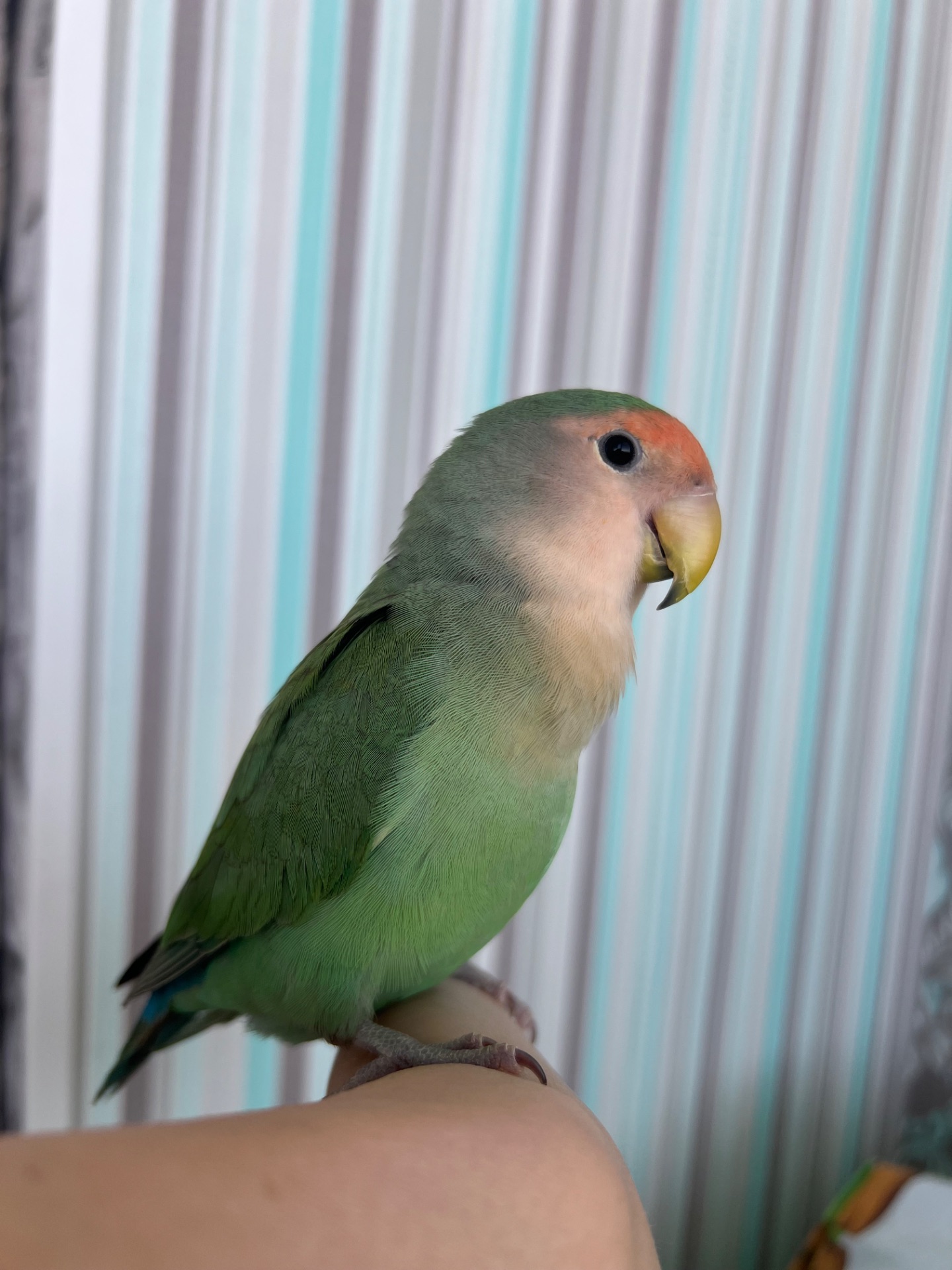 Неразлучник(девочка)ищет семью