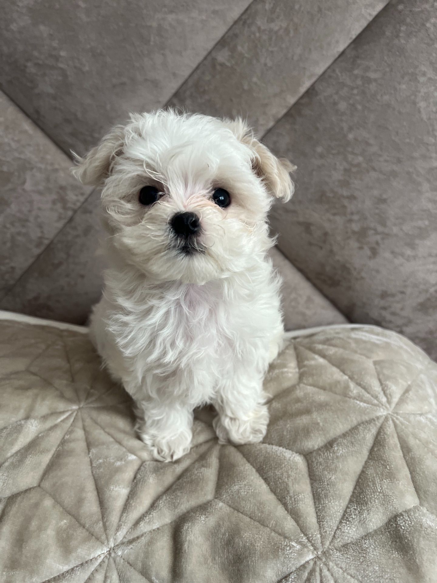 Дівчинка міні мальтезе