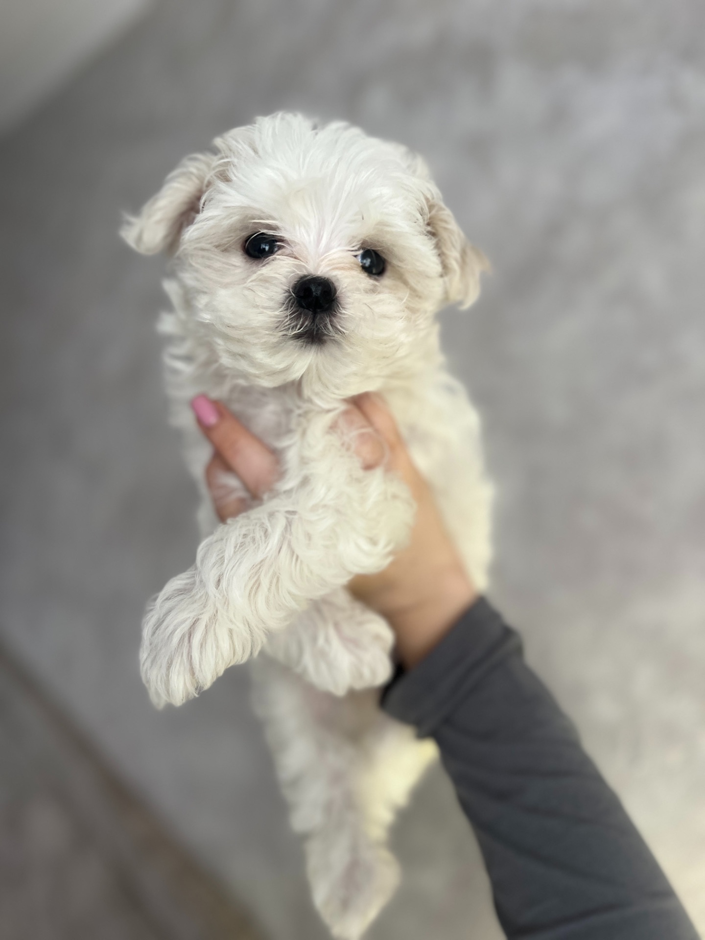 Дівчинка міні мальтезе