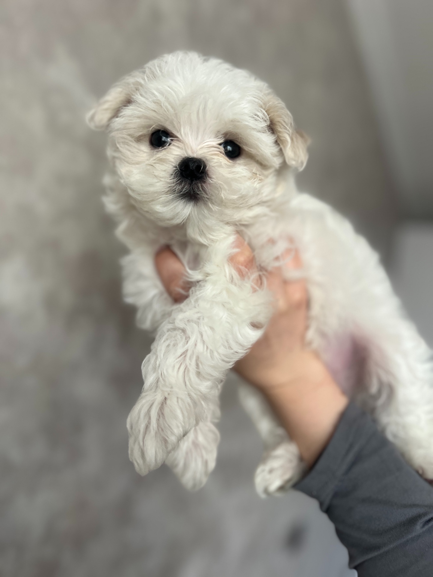 Дівчинка міні мальтезе