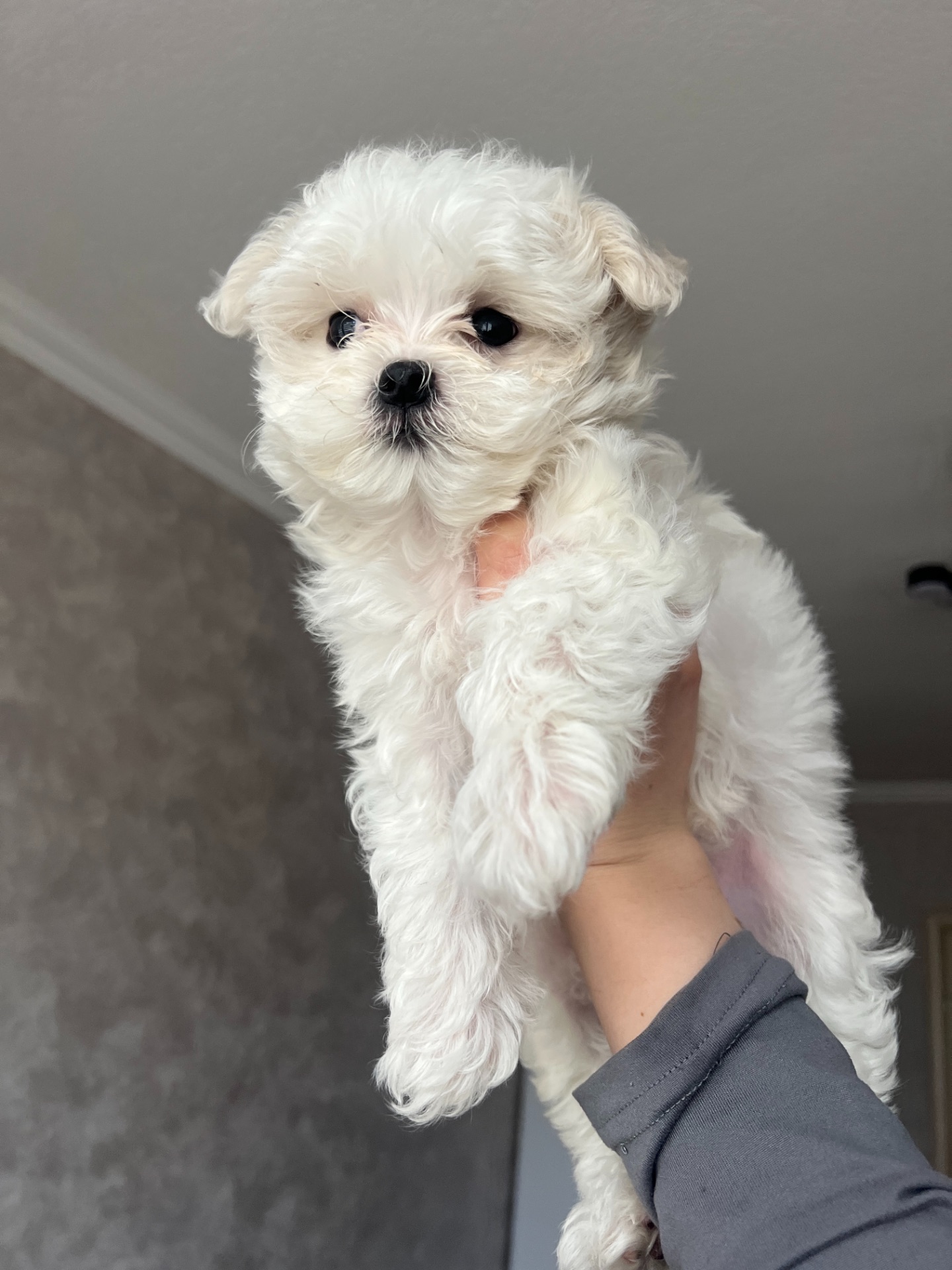 Дівчинка міні мальтезе