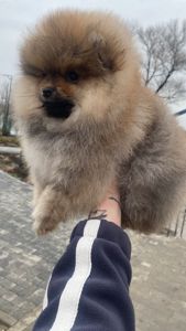 Щенки Померанского шпица