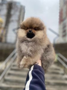 Щенки Померанского шпица