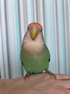 Неразлучник(девочка)ищет семью