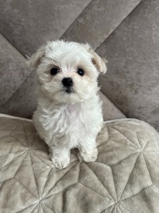 Дівчинка міні мальтезе