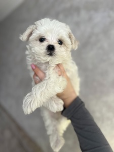 Дівчинка міні мальтезе
