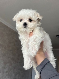 Дівчинка міні мальтезе