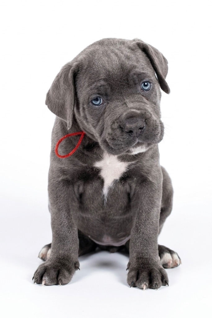 Кане корсо КСУ (FCI)