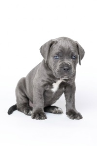 Кане корсо КСУ (FCI)