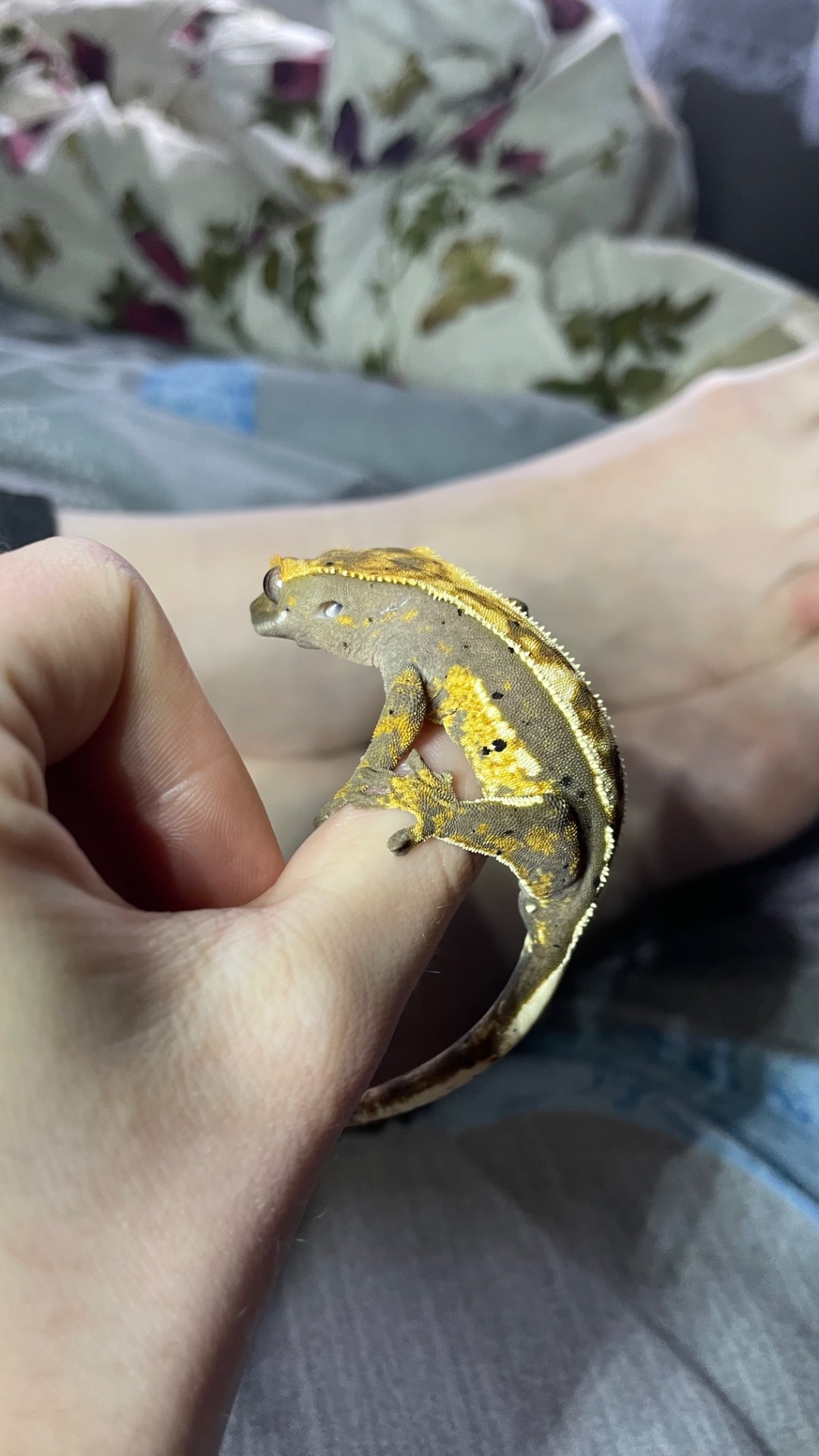 Самець бананоїд