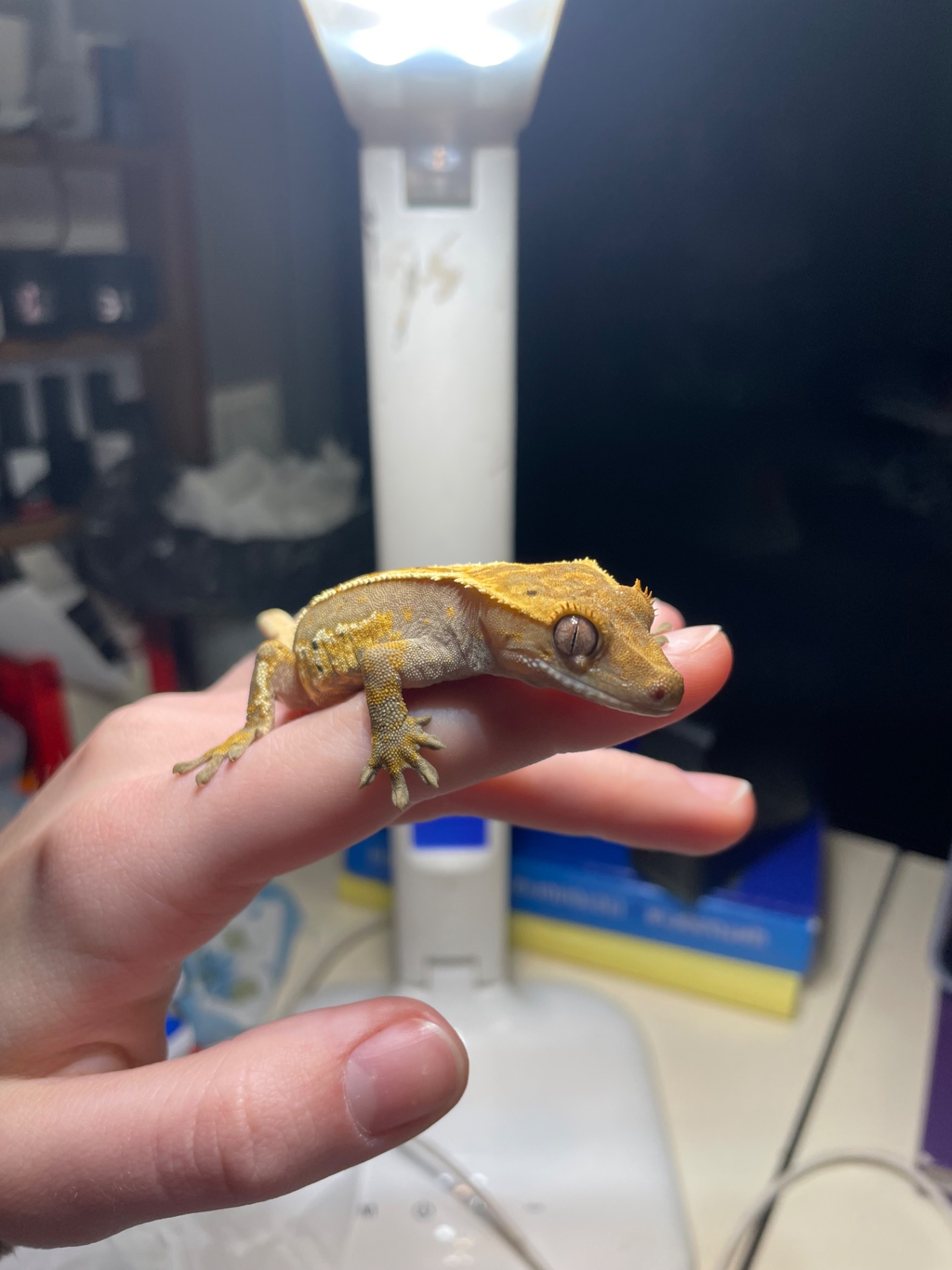 Самець бананоїд