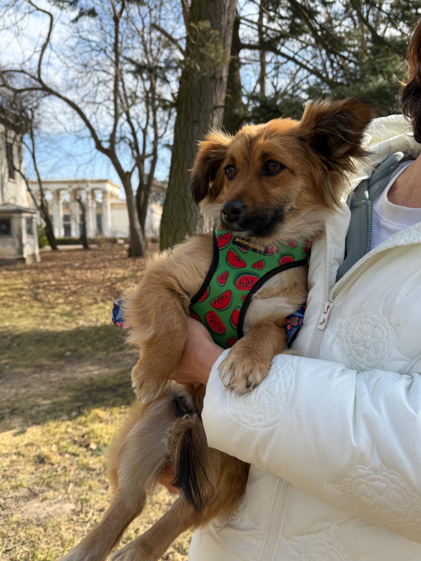 Собачка Сью