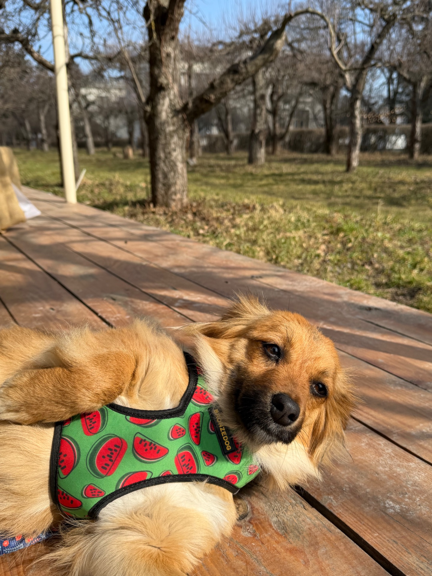 Собачка Сью