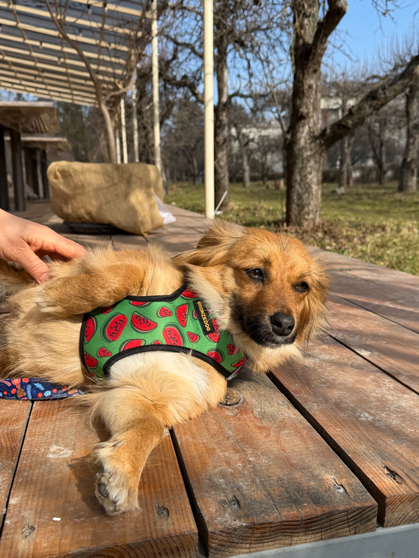 Собачка Сью