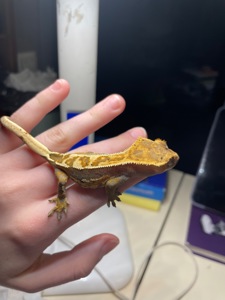 Самець бананоїд