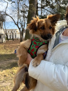 Собачка Сью