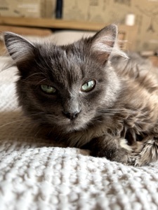 Кошеня Компот