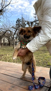 Собачка Сью