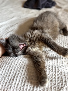 Кошеня Компот