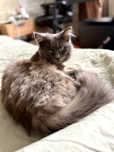 Кошеня Компот