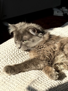 Кошеня Компот