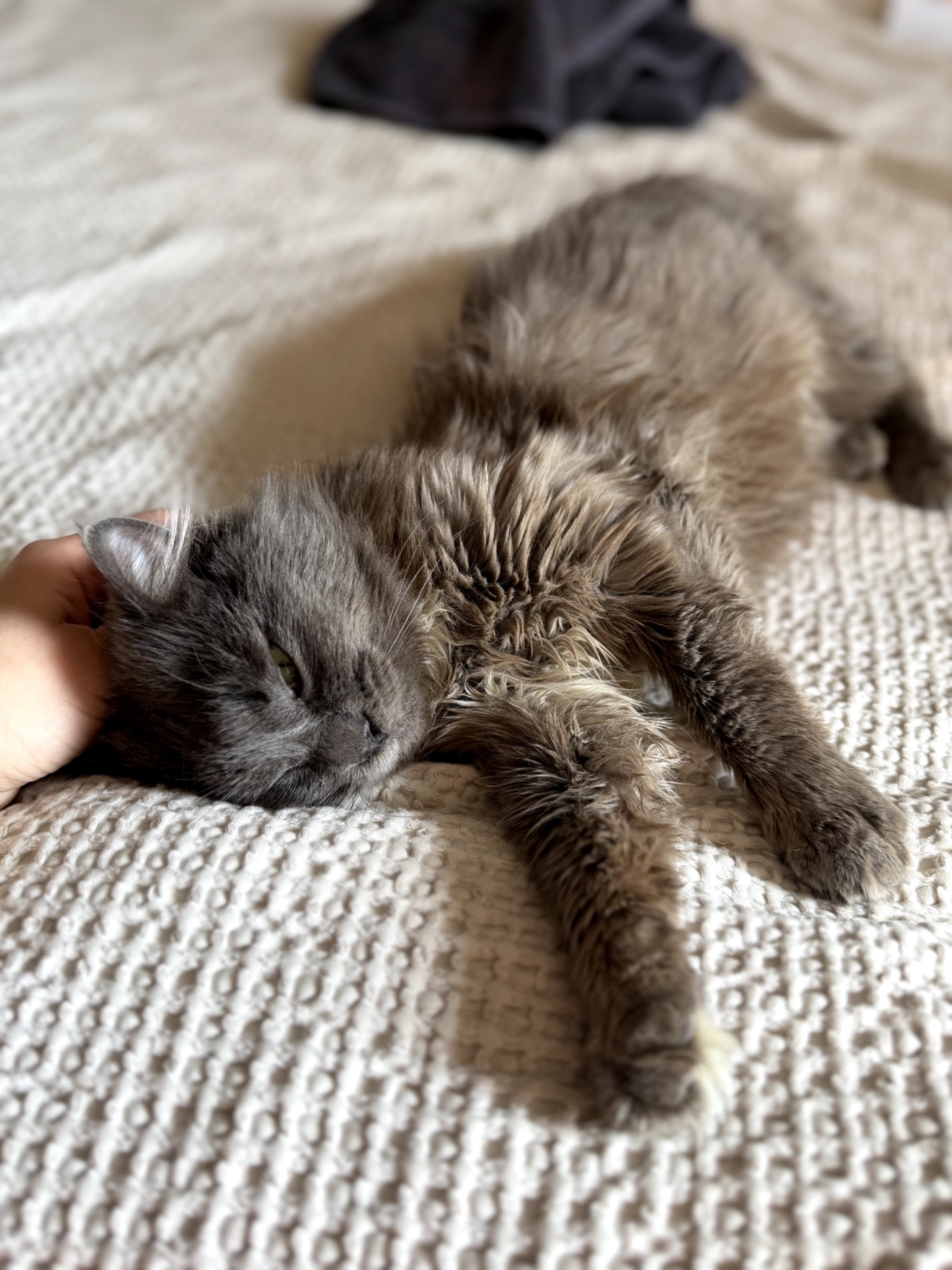 Кошеня Компот