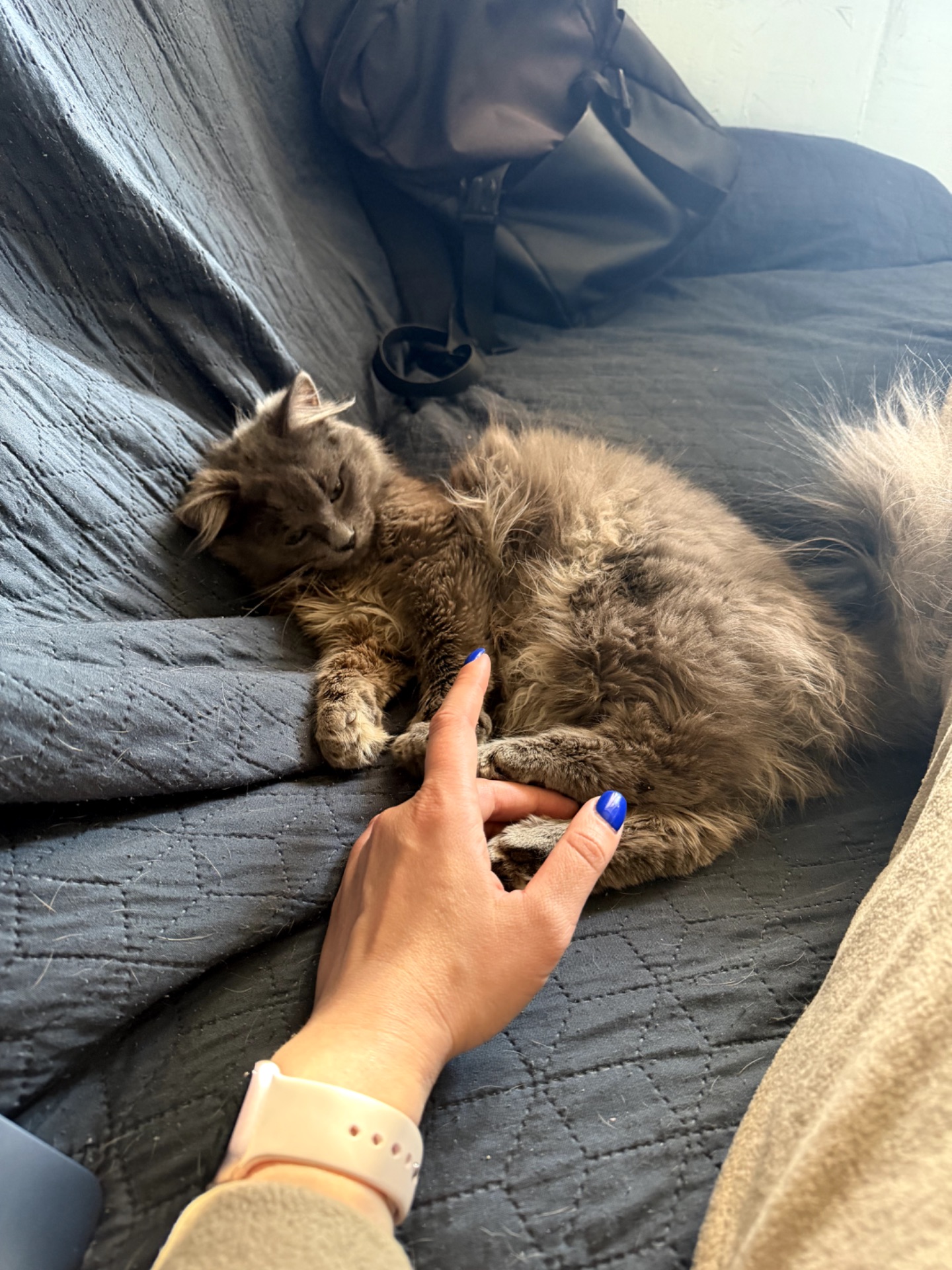 Кошеня Компот