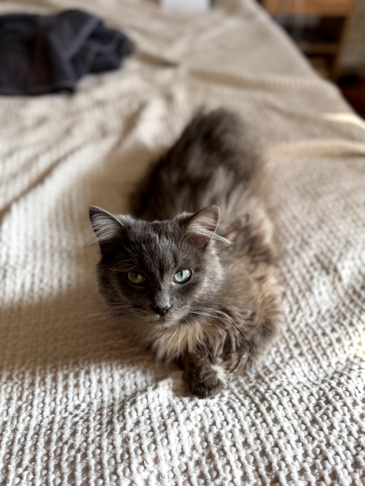 Кошеня Компот