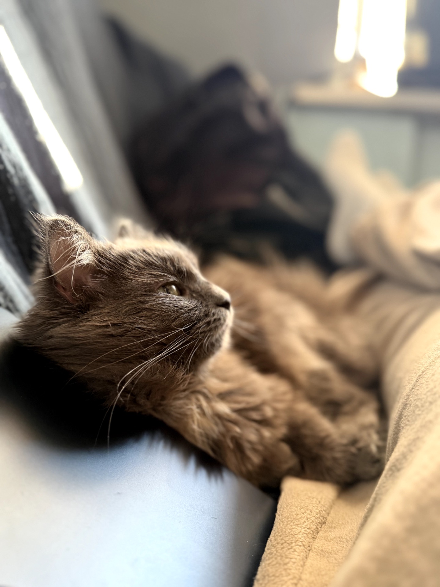 Кошеня Компот