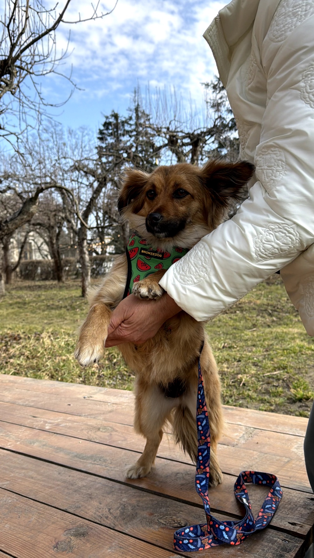 Собачка Сью