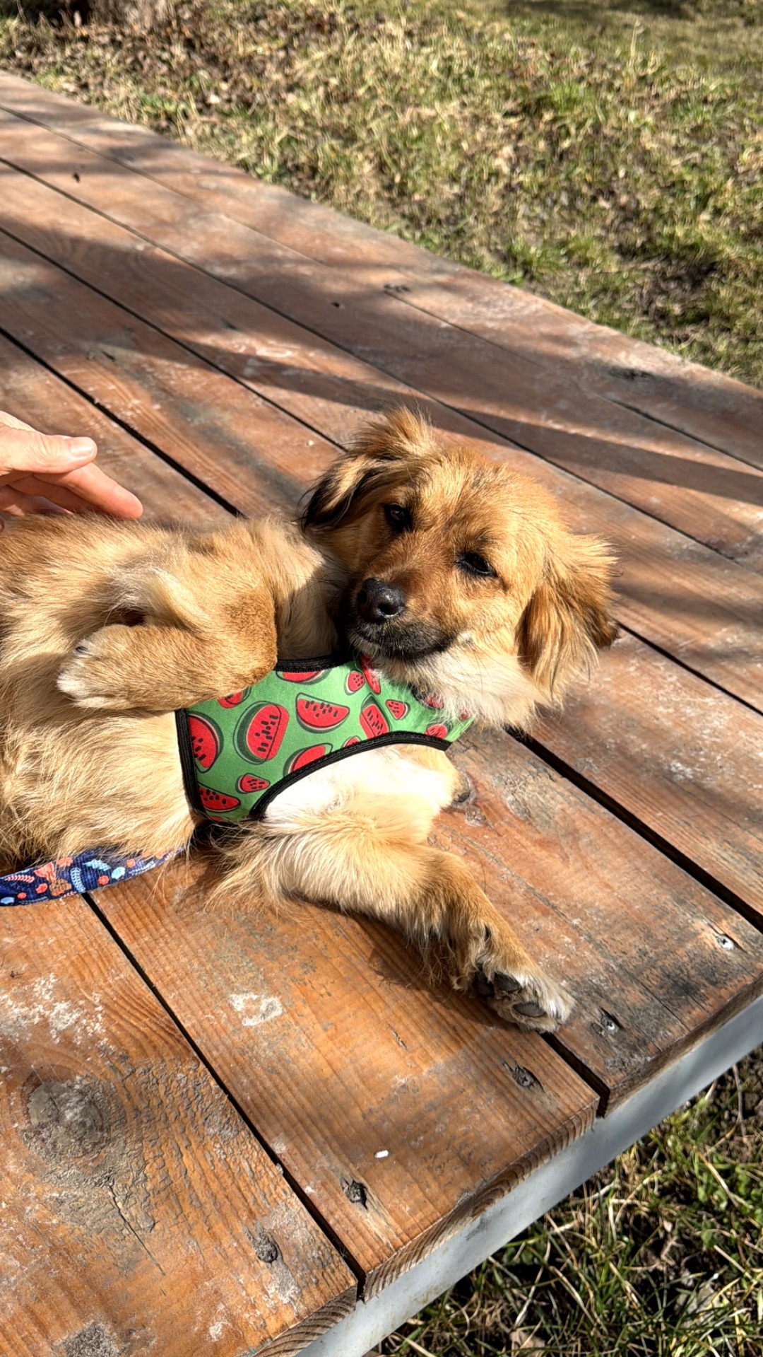 Собачка Сью