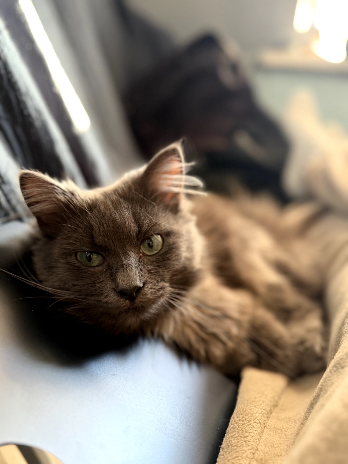 Кошеня Компот