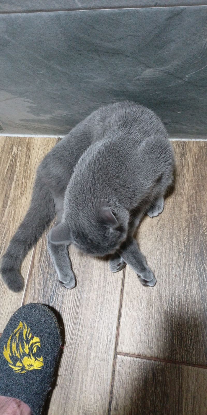 Кішечка- британка Мілка