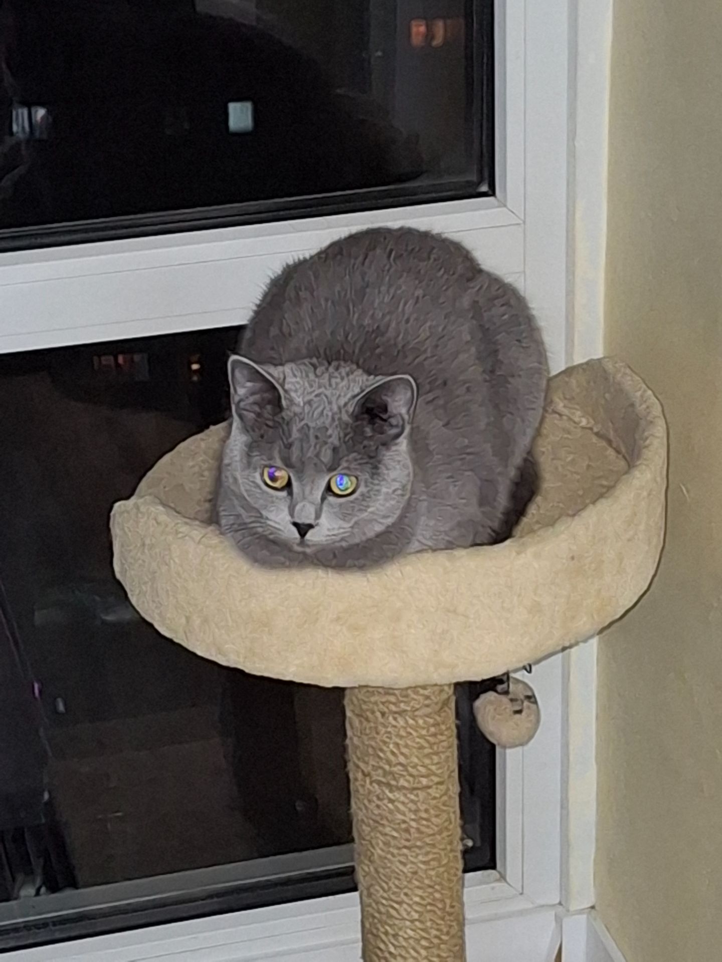 Кішечка- британка Мілка