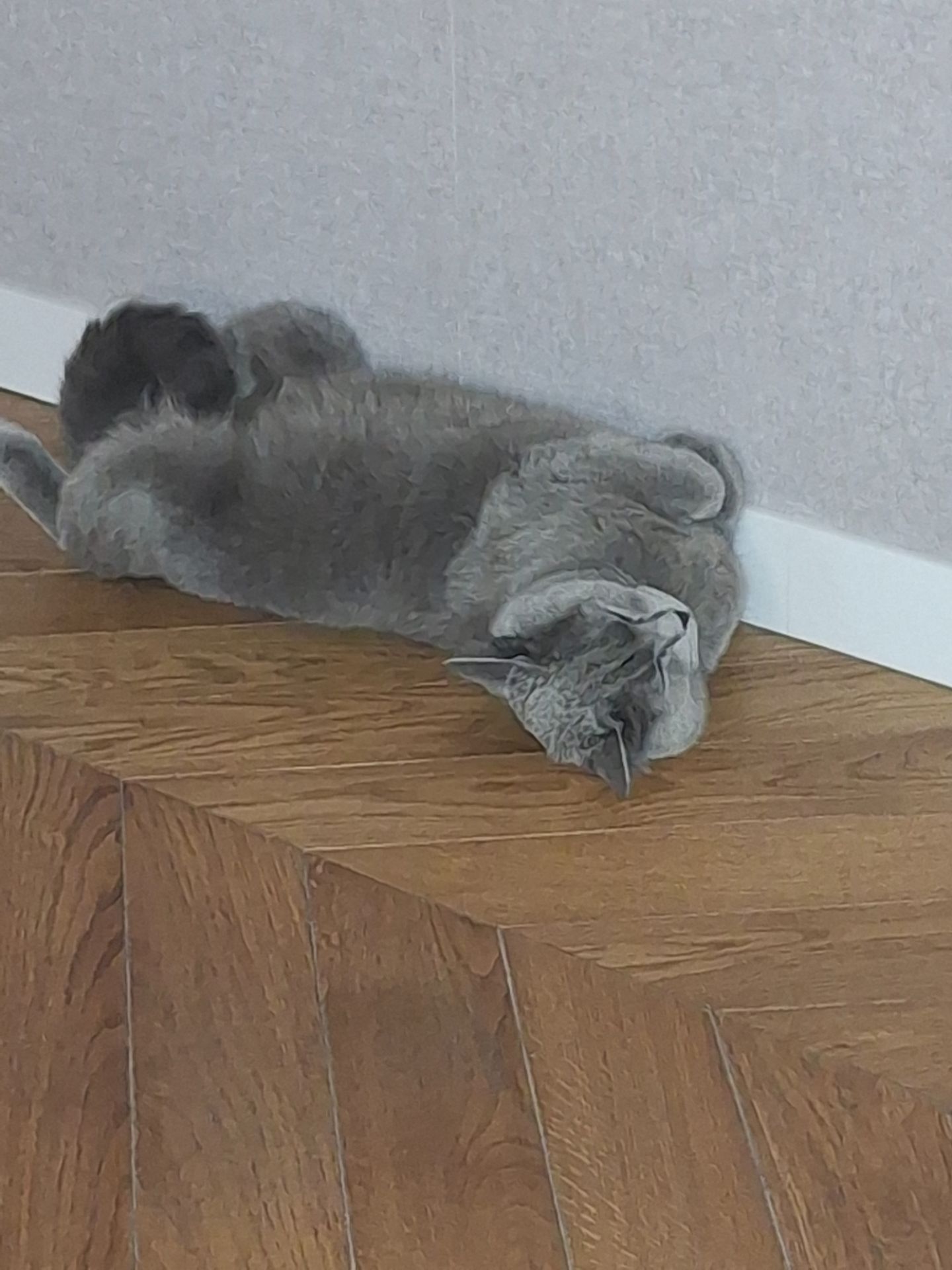 Кішечка- британка Мілка