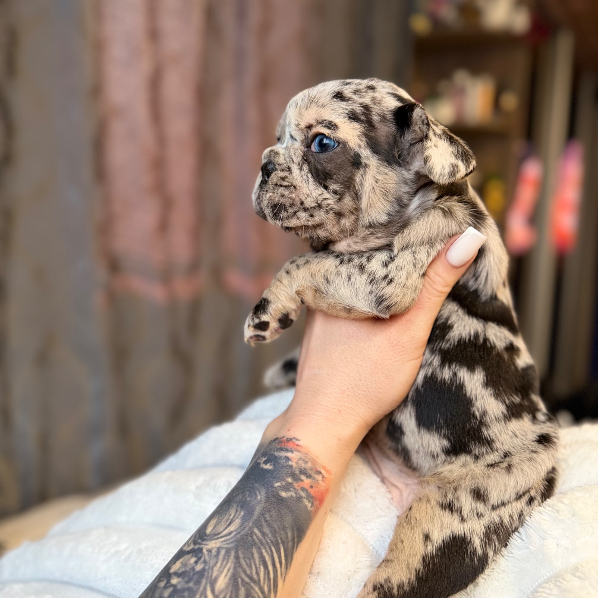 Щенки французского бульдога