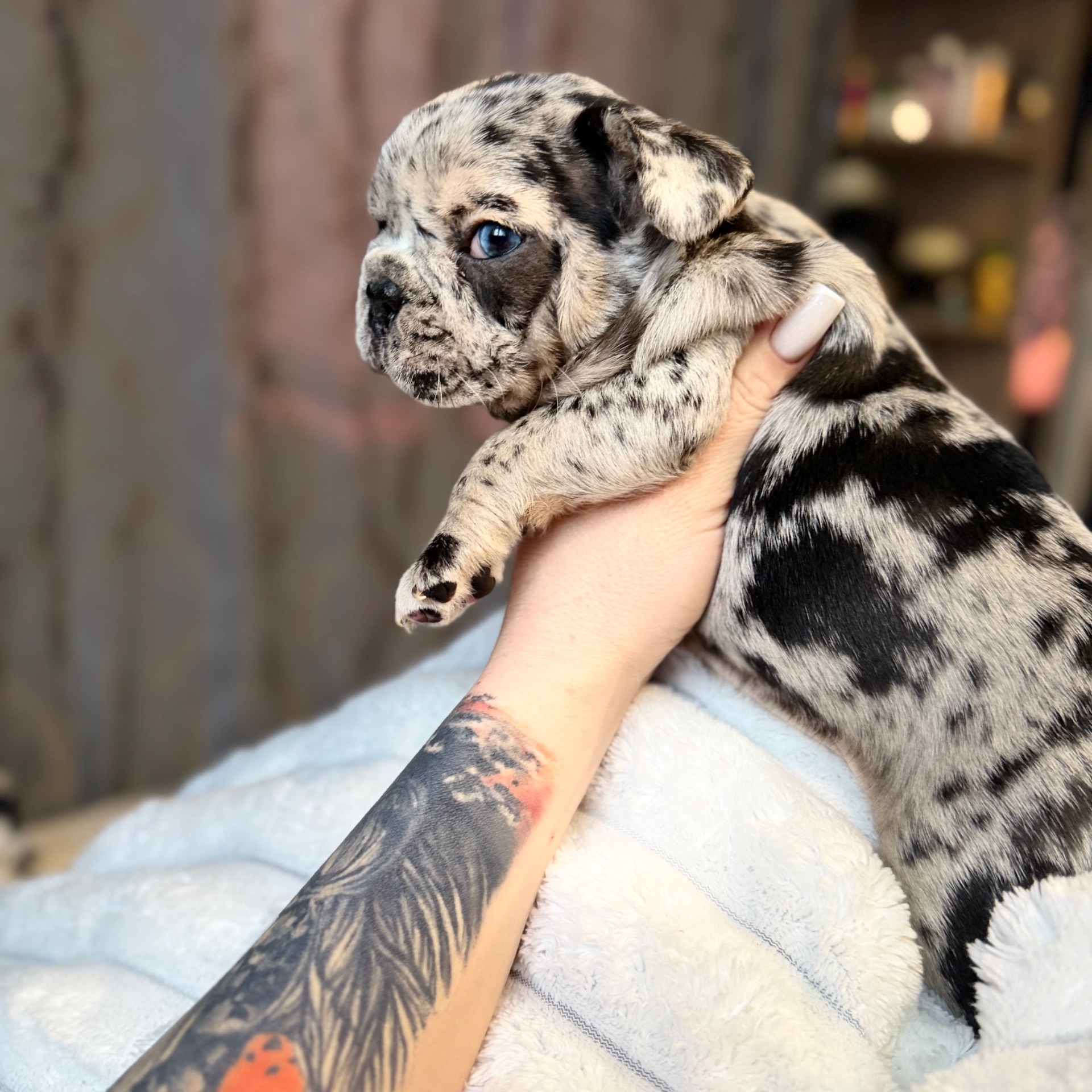 Щенки французского бульдога