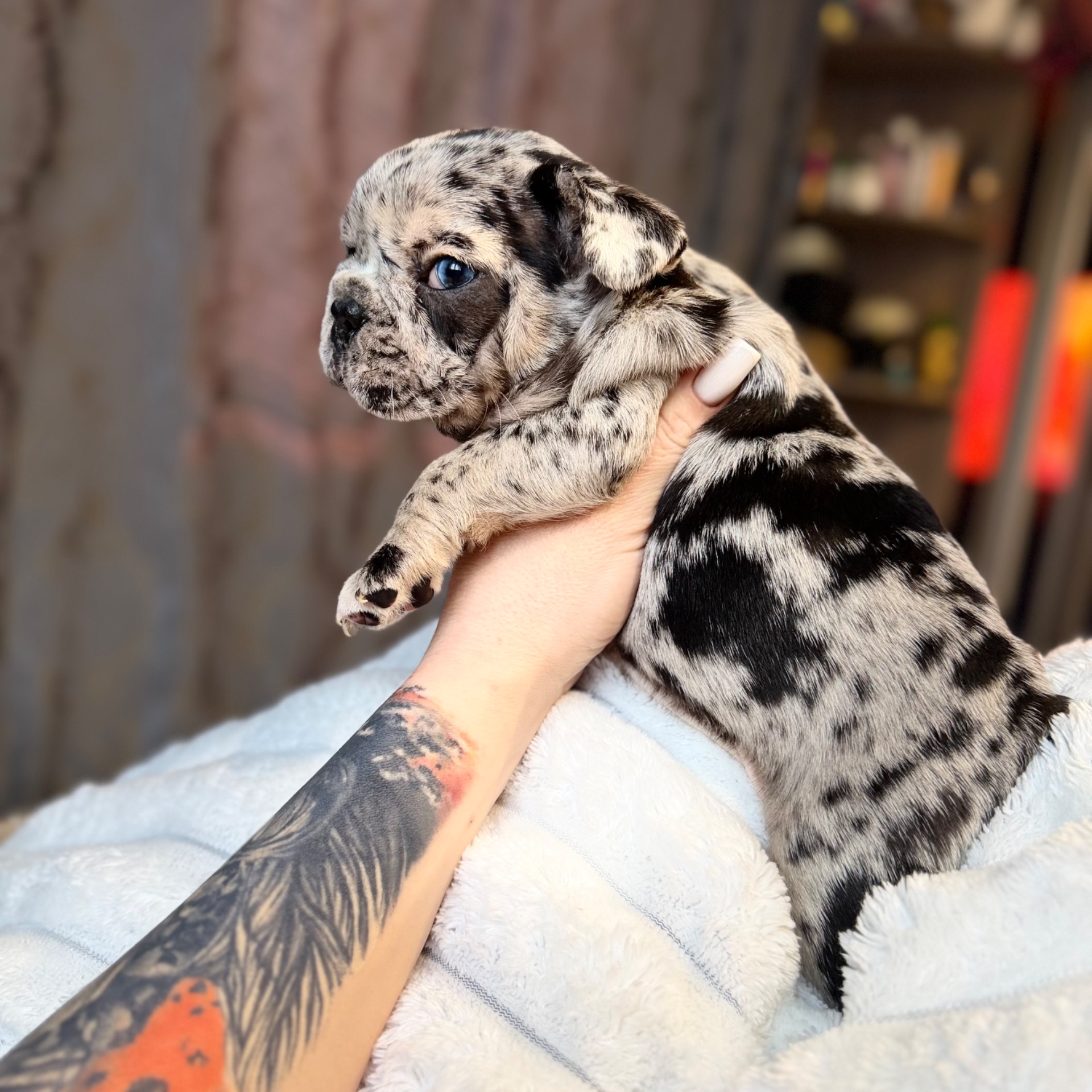 Щенки французского бульдога