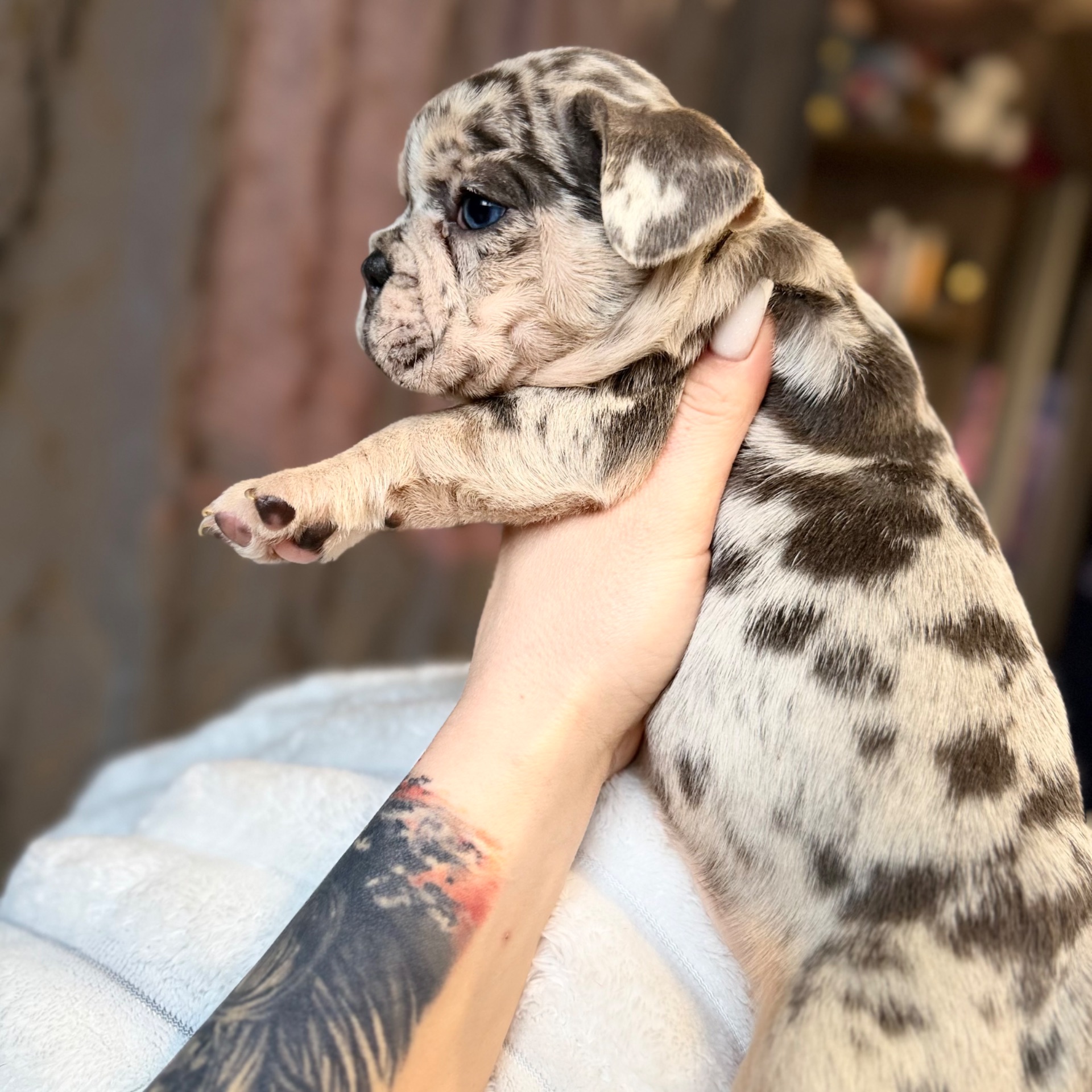 Щенки французского бульдога