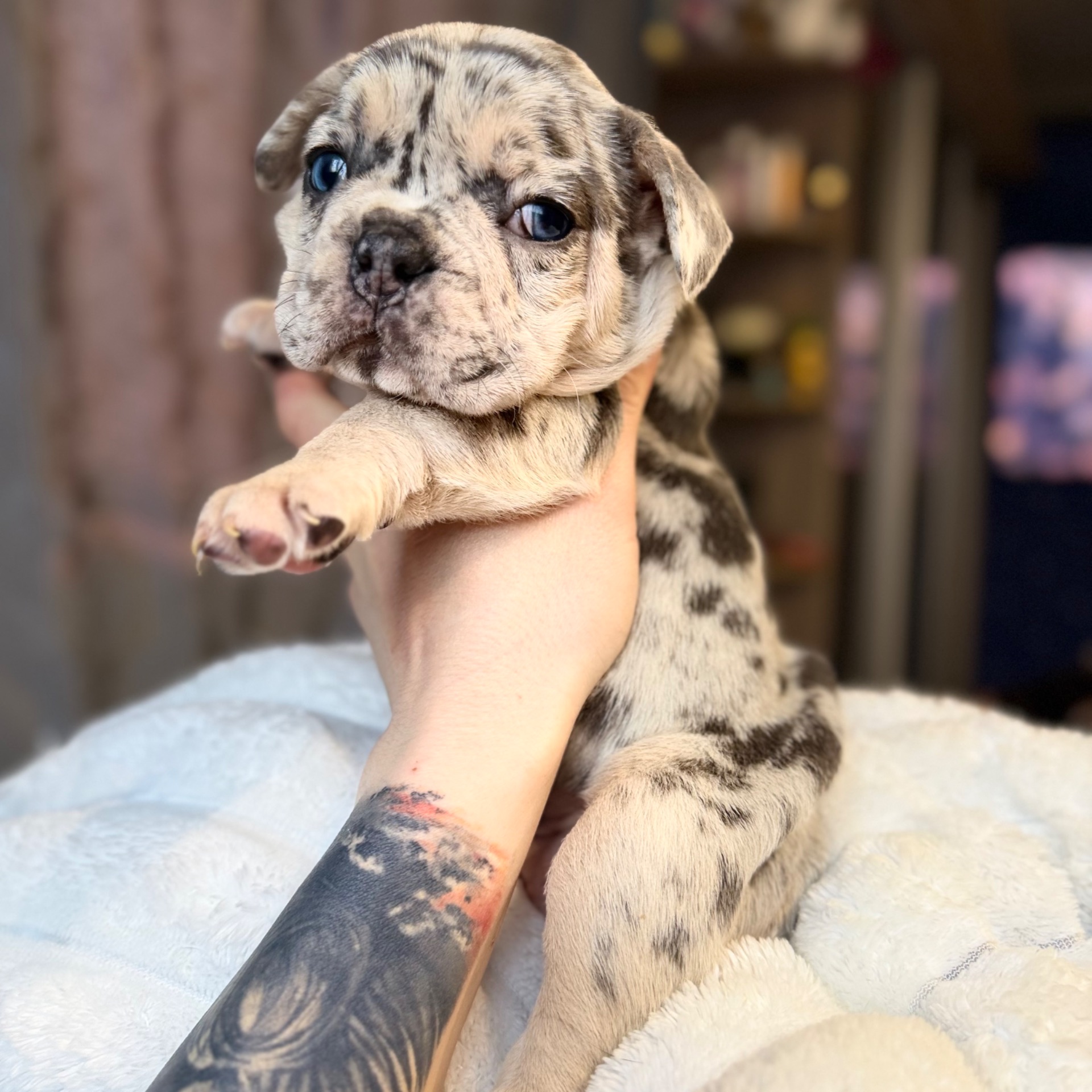 Щенки французского бульдога