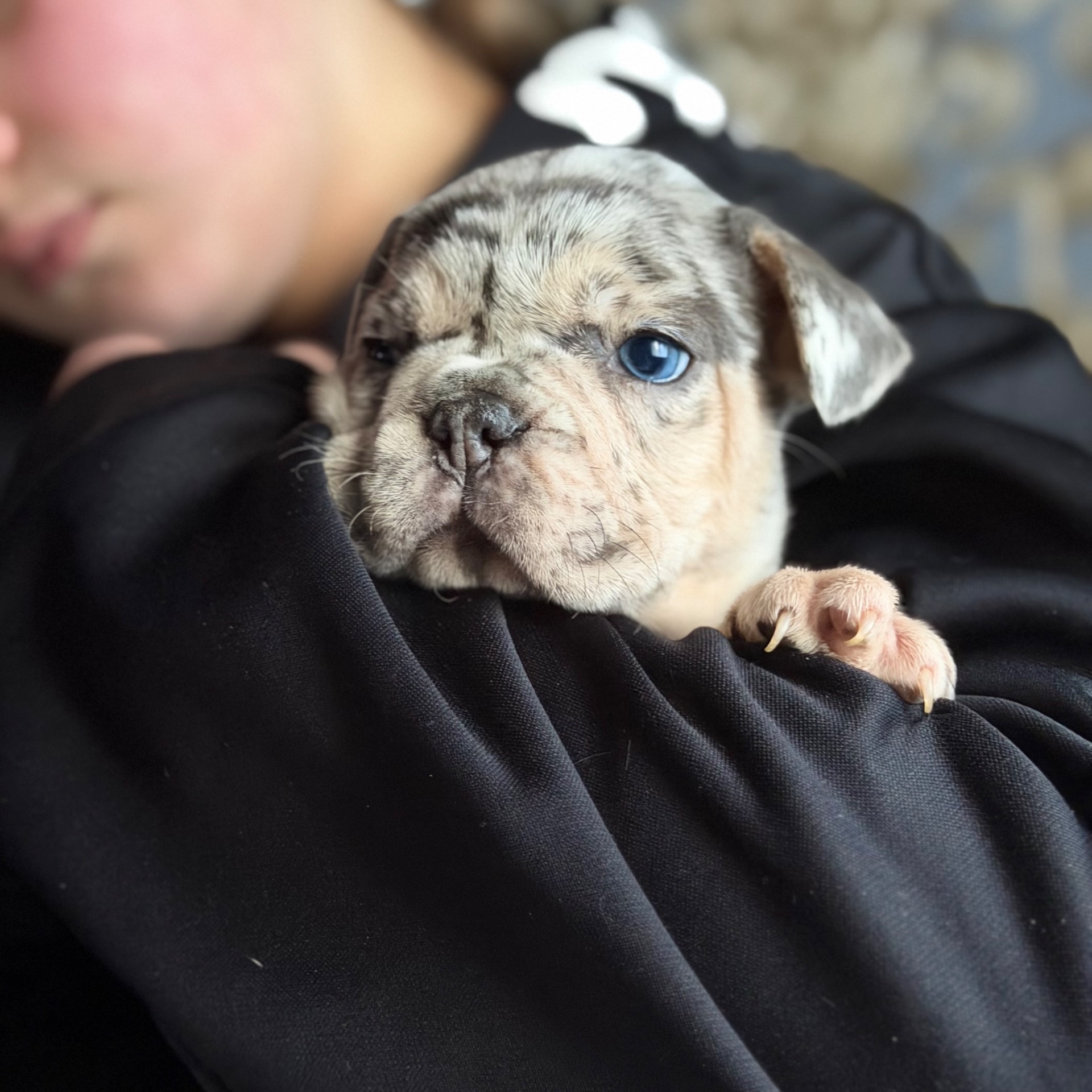 Щенки французского бульдога