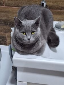 Кішечка- британка Мілка