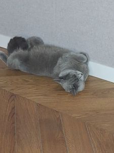 Кішечка- британка Мілка