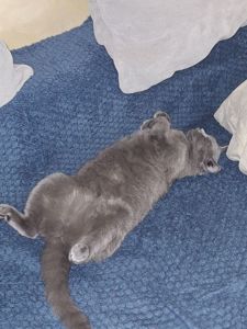 Кішечка- британка Мілка