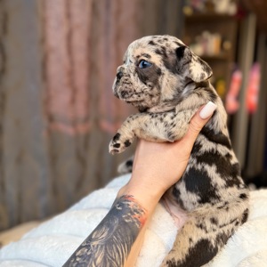 Щенки французского бульдога